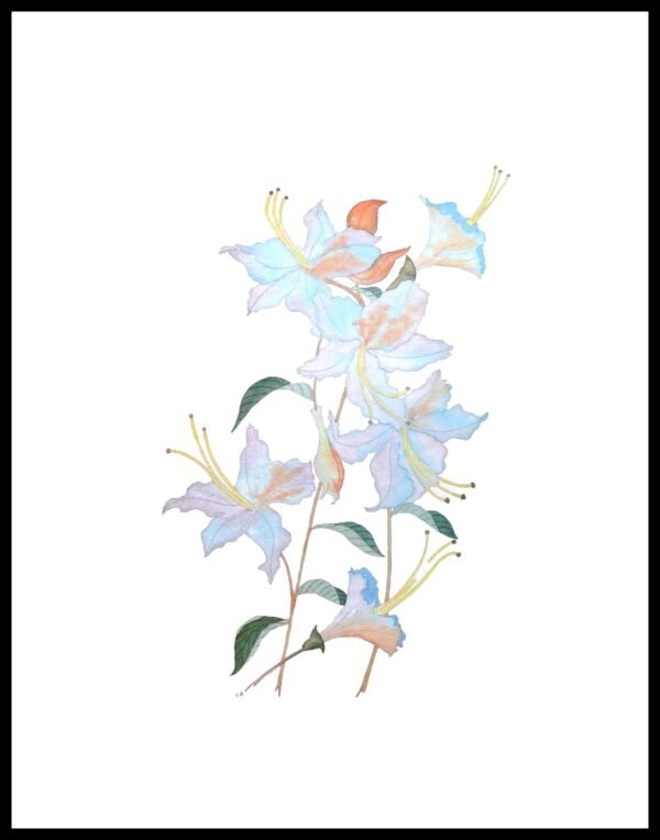 AIM 612 Azalea (S/N LIMITED EDITION)